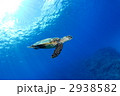 ウミガメ