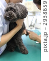 動物病院にて採血中