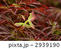 細葉もみじの種子