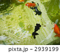 金魚