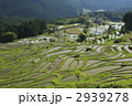 丸山千枚田