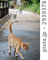 野良猫