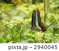 アオスジアゲハ