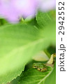 紫陽花