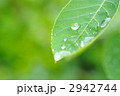 葉
