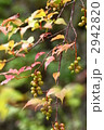 キブシの紅葉