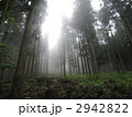 列状間伐の現場