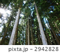 手入れされた杉林
