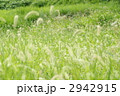 ネコジャラシの草原