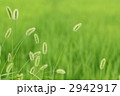ネコジャラシの草原