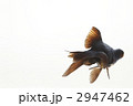 2947462