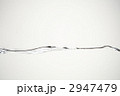 2947479