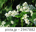 ソバの花