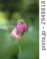 2948818
