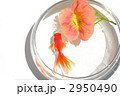 円いガラス鉢の中の赤い金魚と１輪の花