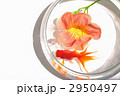 円いガラス鉢の中の赤い金魚と１輪の花