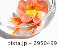 円いガラス鉢の中の赤い金魚と１輪の花