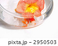 円いガラス鉢の中の赤い金魚と１輪の花