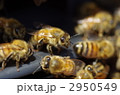 蜜蜂の巣