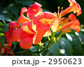 ノウゼンカズラの花