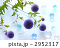 瑠璃玉アザミ