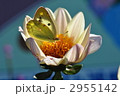 2955142