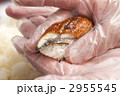 調理用手袋で握る寿司