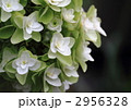 柏葉紫陽花のスノーフレーク