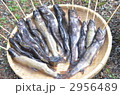 本日の釣果
