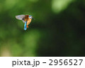 ホバリングするカワセミ