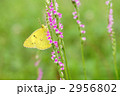 モンキチョウとネジバナ