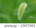 エノコログサ