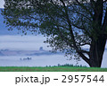 哲学の木1