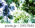 緑の木陰