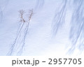 雪原