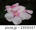 日々草のエクエイターライトピンク