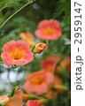 2959147