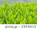 静岡県掛川市の新茶時期の茶畑です