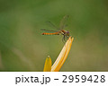 ナツアカネ