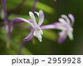赤い風欄