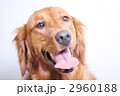 2960188