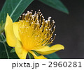 ヒペリカム・カリシナムの花