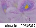 2960365