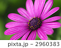 オステオスペルマム