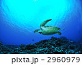 ウミガメ