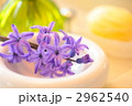 紫の花ヒヤシンス