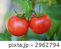 熟すトマト２個横位置