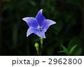 雌花期の桔梗の花・横位置