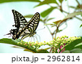 ヤブカラシの蜜を吸う並揚羽