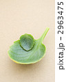 素材ナンバー 2963475 : 「無題」
